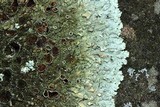Xanthoparmelia plittii image