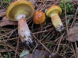 Suillus grevillei image