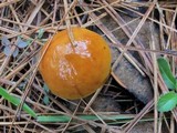 Suillus grevillei image