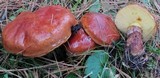 Suillus grevillei image