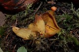 Otidea leporina image