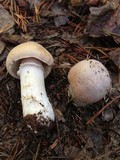 Cortinarius caperatus image