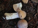 Cortinarius caperatus image