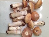 Cortinarius caperatus image