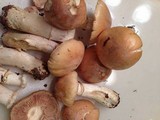 Cortinarius caperatus image