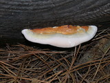 Fomitopsis mounceae image