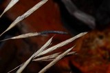 Claviceps purpurea image