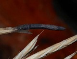 Claviceps purpurea image
