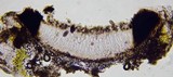 Ingvariella bispora image