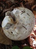 Catathelasma ventricosum image