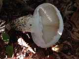 Catathelasma ventricosum image