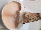 Catathelasma ventricosum image