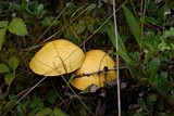 Suillus tomentosus image