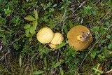 Suillus tomentosus image