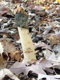 Phallus hadriani image