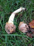 Phallus hadriani image