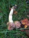 Phallus hadriani image