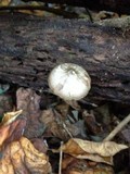 Pluteus americanus image