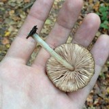 Pluteus americanus image