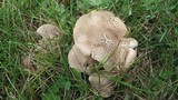 Tricholoma pardinum image
