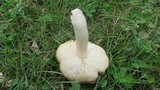 Tricholoma pardinum image