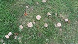Tricholoma pardinum image