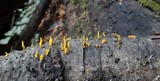 Calocera cornea image