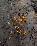 Calocera cornea image