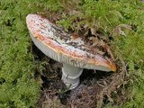 Amanita aprica image