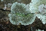 Phaeophyscia rubropulchra image
