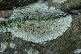 Phaeophyscia rubropulchra image