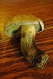 Caloboletus rubripes image