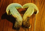 Caloboletus rubripes image