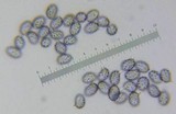 Lactarius deceptivus image