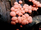 Lycogala epidendrum image