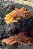 Pycnoporellus fulgens image