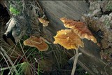 Pycnoporellus fulgens image