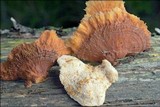 Pycnoporellus fulgens image