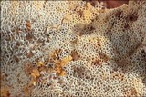 Pycnoporellus fulgens image