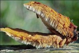 Pycnoporellus fulgens image