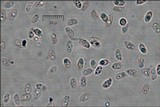 Pycnoporellus fulgens image