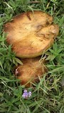 Phlebopus sudanicus image