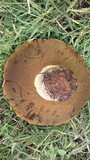 Phlebopus sudanicus image