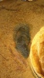 Phlebopus sudanicus image
