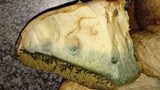 Phlebopus sudanicus image