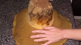 Phlebopus sudanicus image