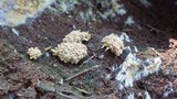 Arcyria obvelata image
