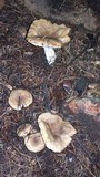 Russula sororia image
