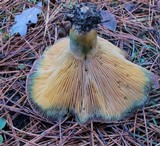 Lactarius chelidonium image