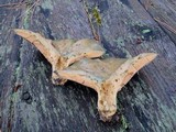 Lactarius chelidonium image